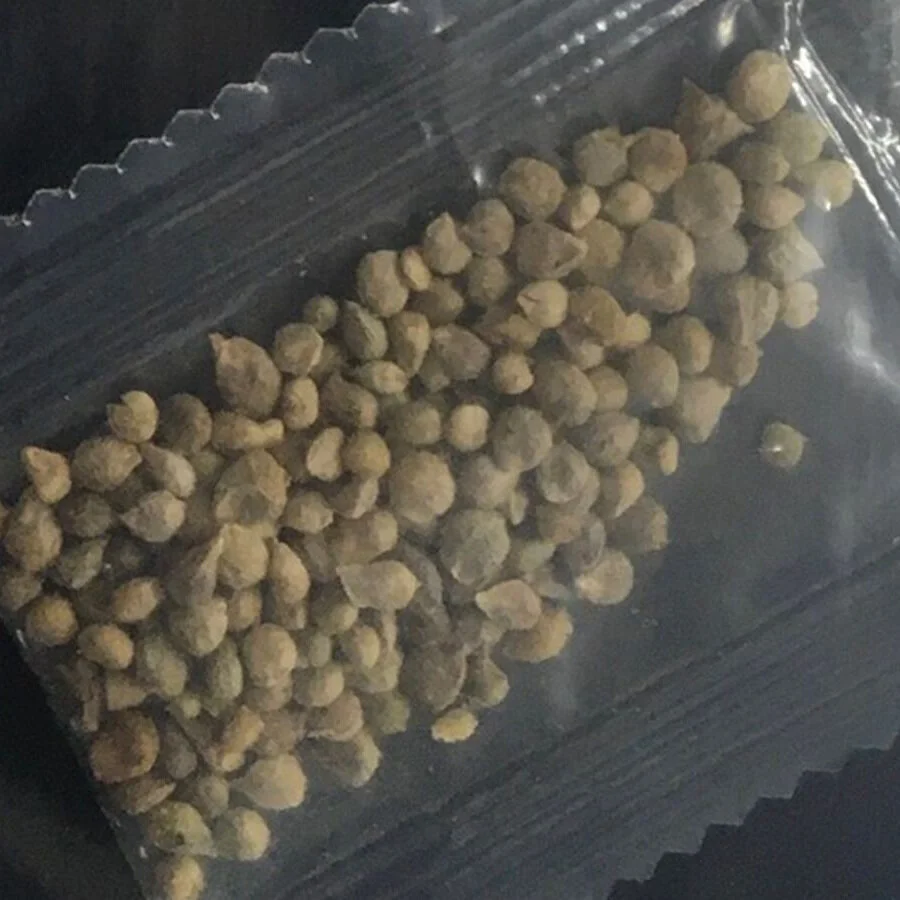 Unsolicited seeds could wreak havoc on agriculture, environment, state officials warn