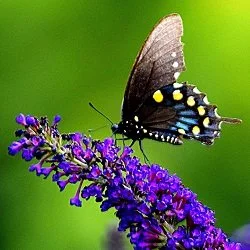 Debra A. (Yoder) Helton