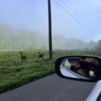 ISP Sellersburg offers tips about deer and other autumn driving hazards