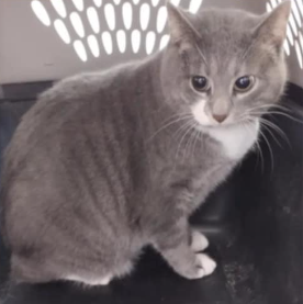 New Feature—Pet of the Week