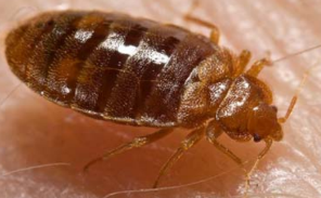 What to know about bed bugs