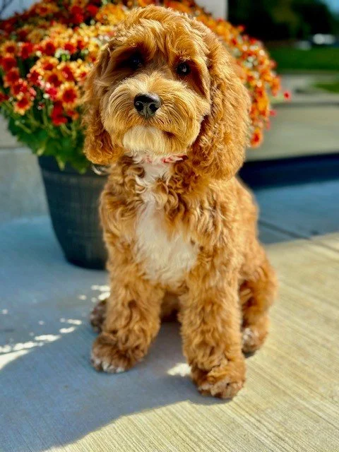Greene County General Hospital Announces New “Chief of Pawsitivity” Therapy Dog