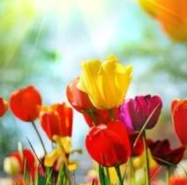 Marilyn Leliece Rentschler