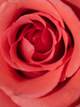 Carolyn F. (Edmonson) Howard
