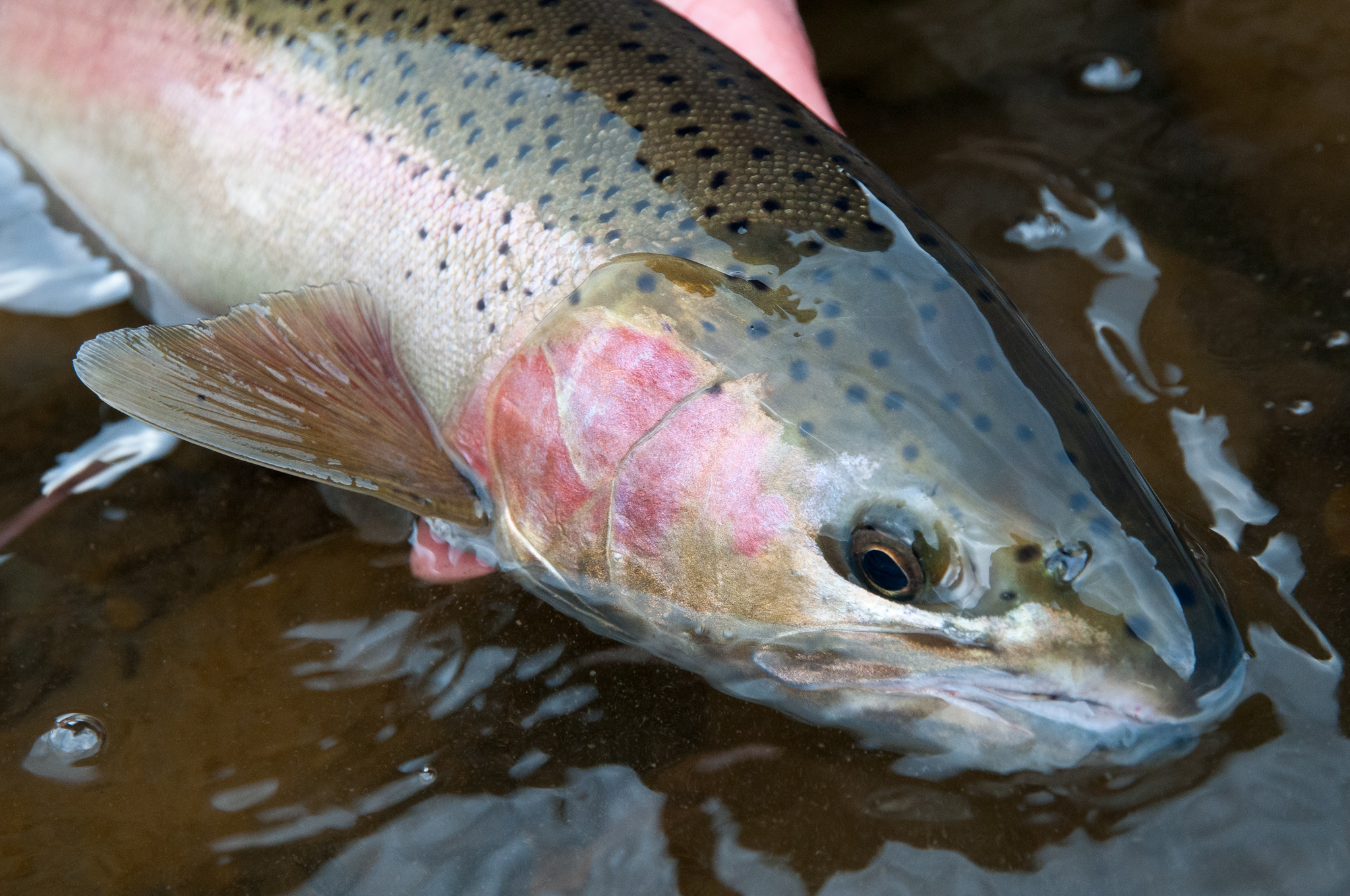 Klickitat River Fly Fishing Guide. Reid Curry photo.