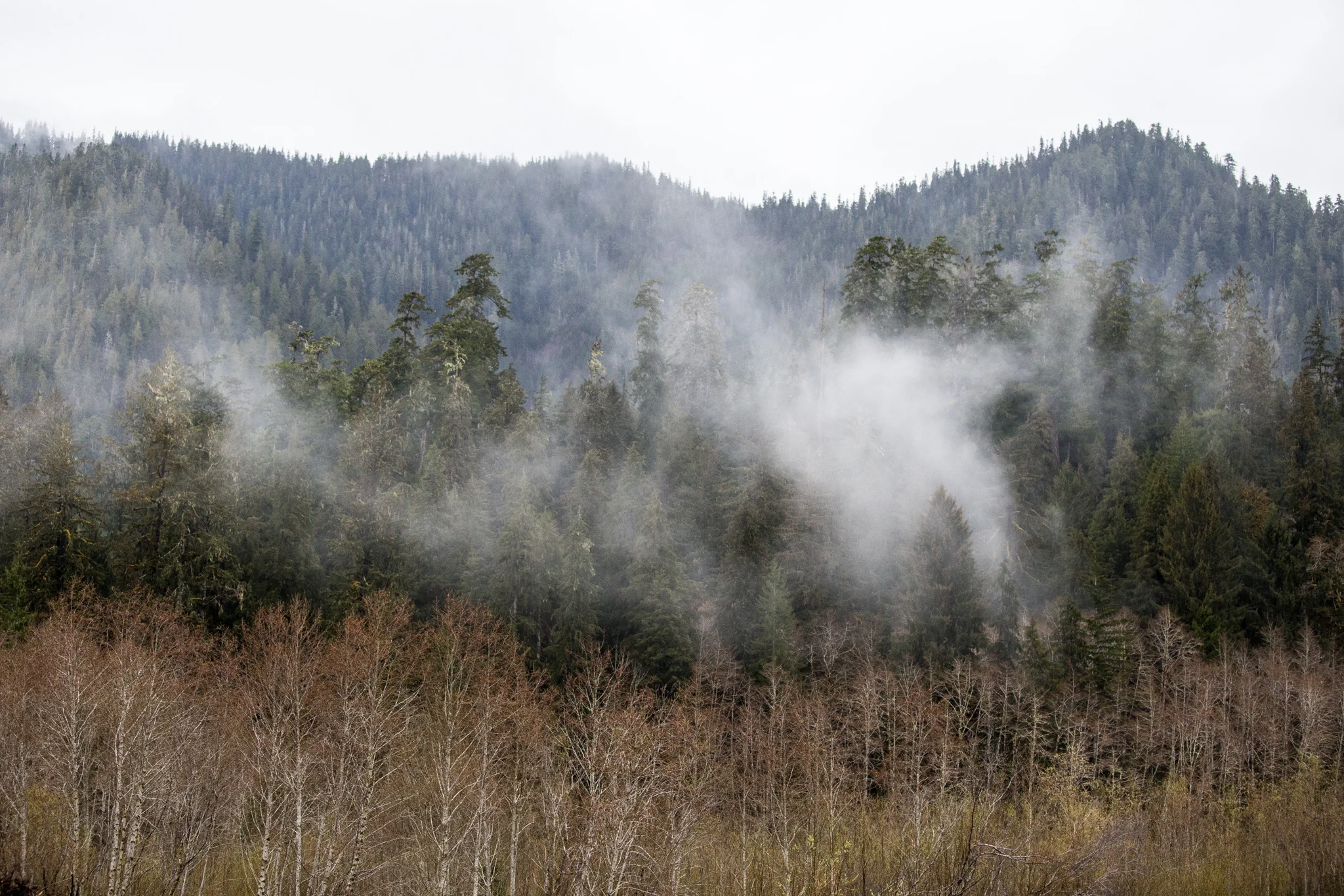 Fog hanging over the rain forest along a favorite Olympic Peninsula steelhead river. photo Reid Curry.