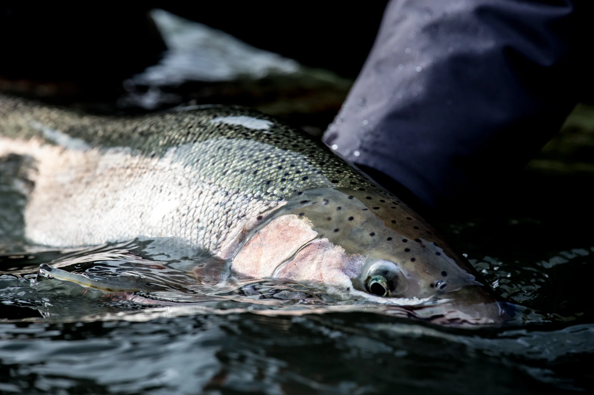 A beautiful bright steelhead only miles from the salt. photo Reid Curry.