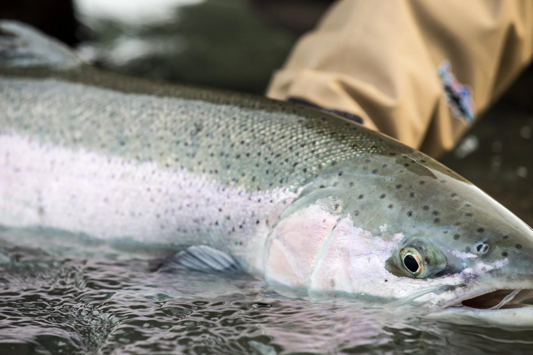 Olympic Peninsula Fly Fishing. photo Reid Curry.