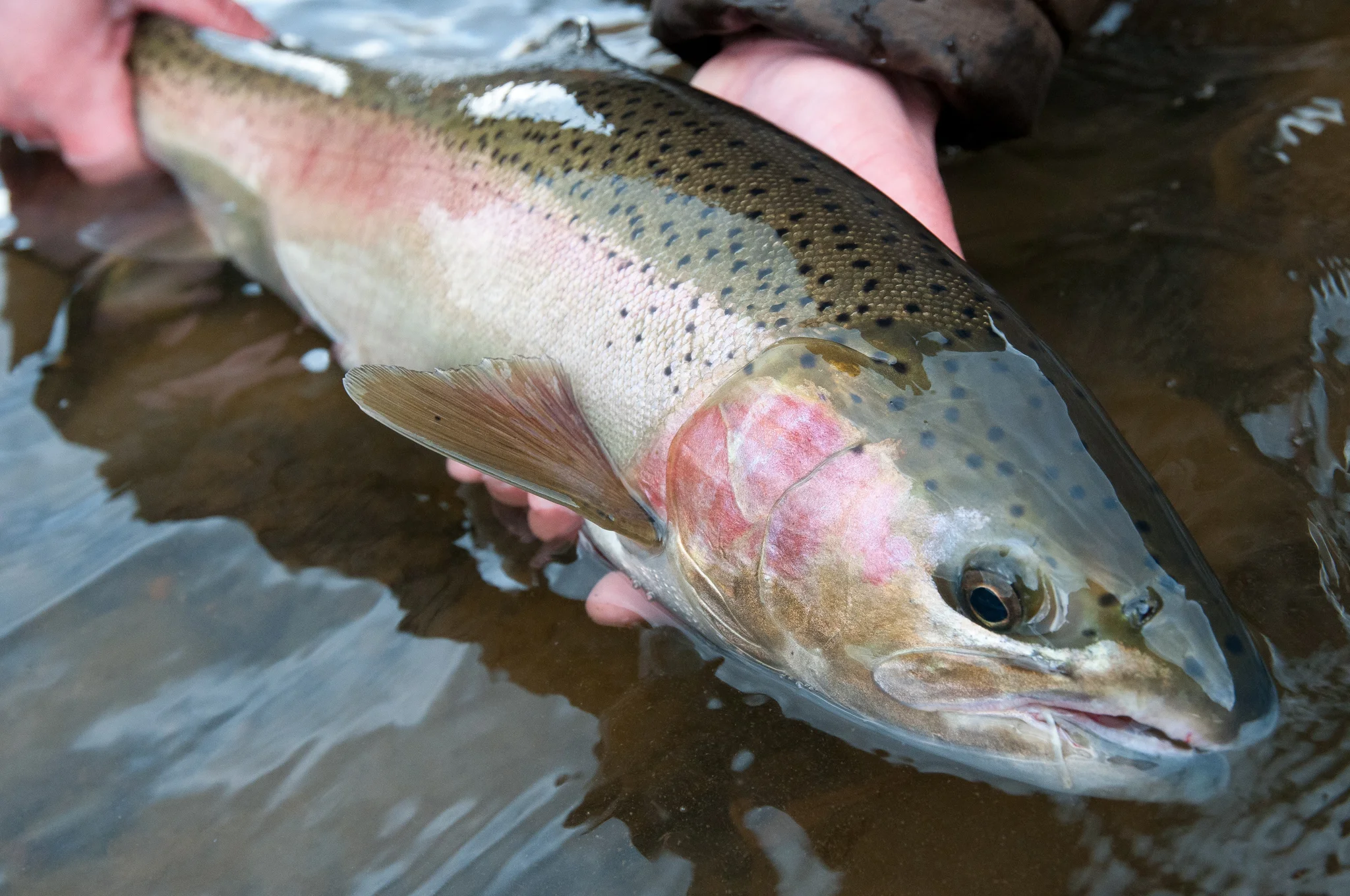 River Salt Outfitters Fly Fishing Guide Service. photo Reid Curry.