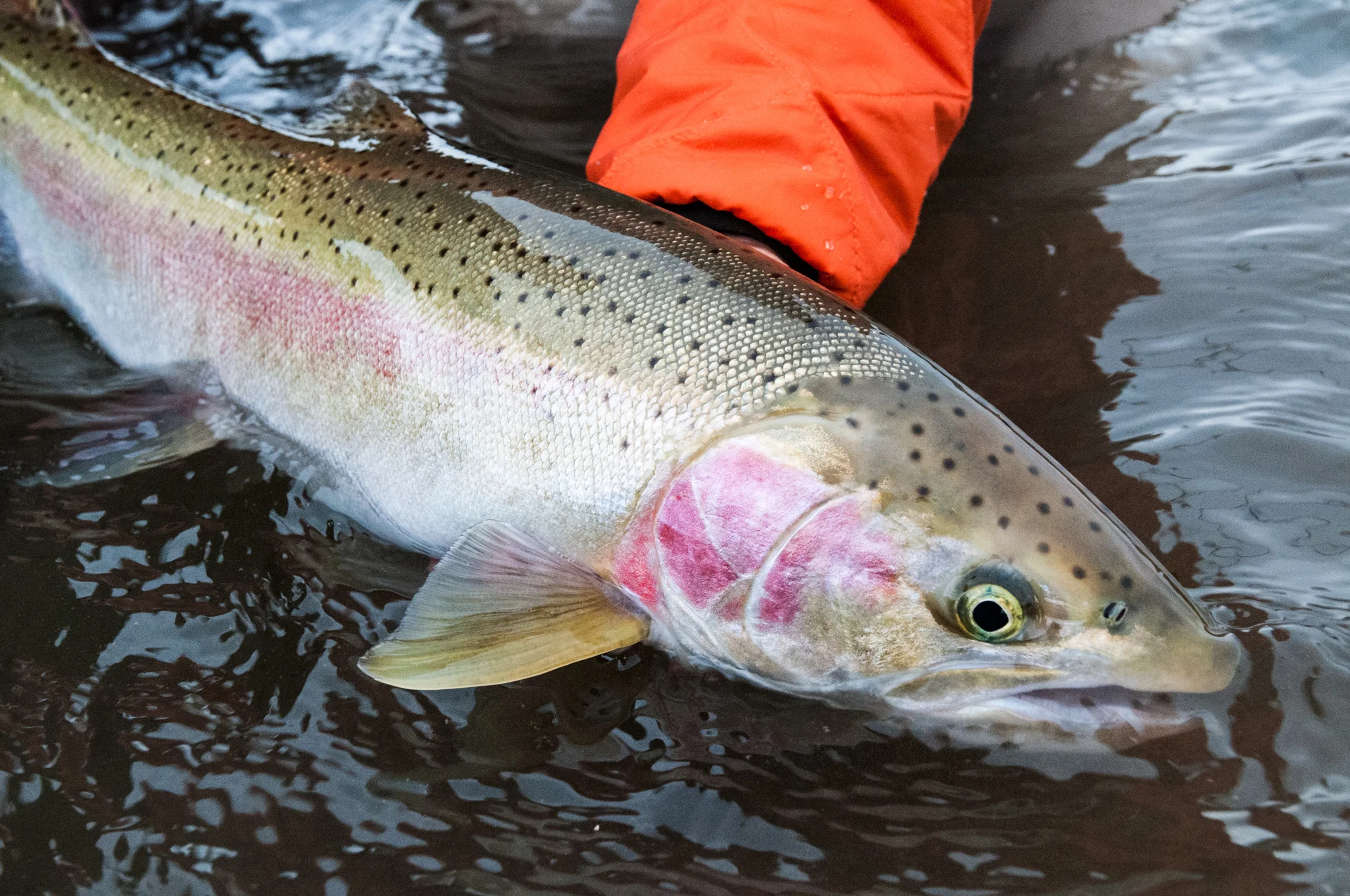 Wild Steelhead. photo Reid Curry.