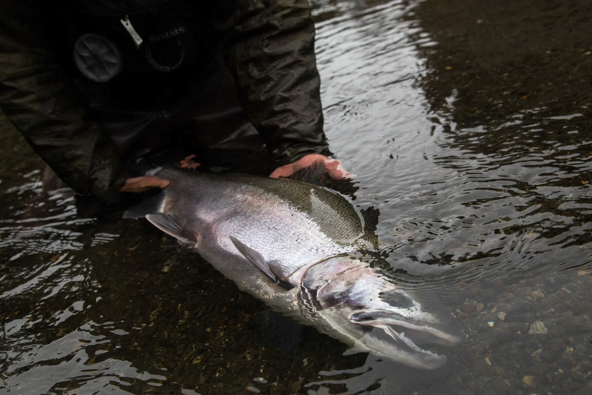 Chrome bright steelhead landed with River Salt Outfitters fly fishing guide Reid Curry. photo Reid Curry.