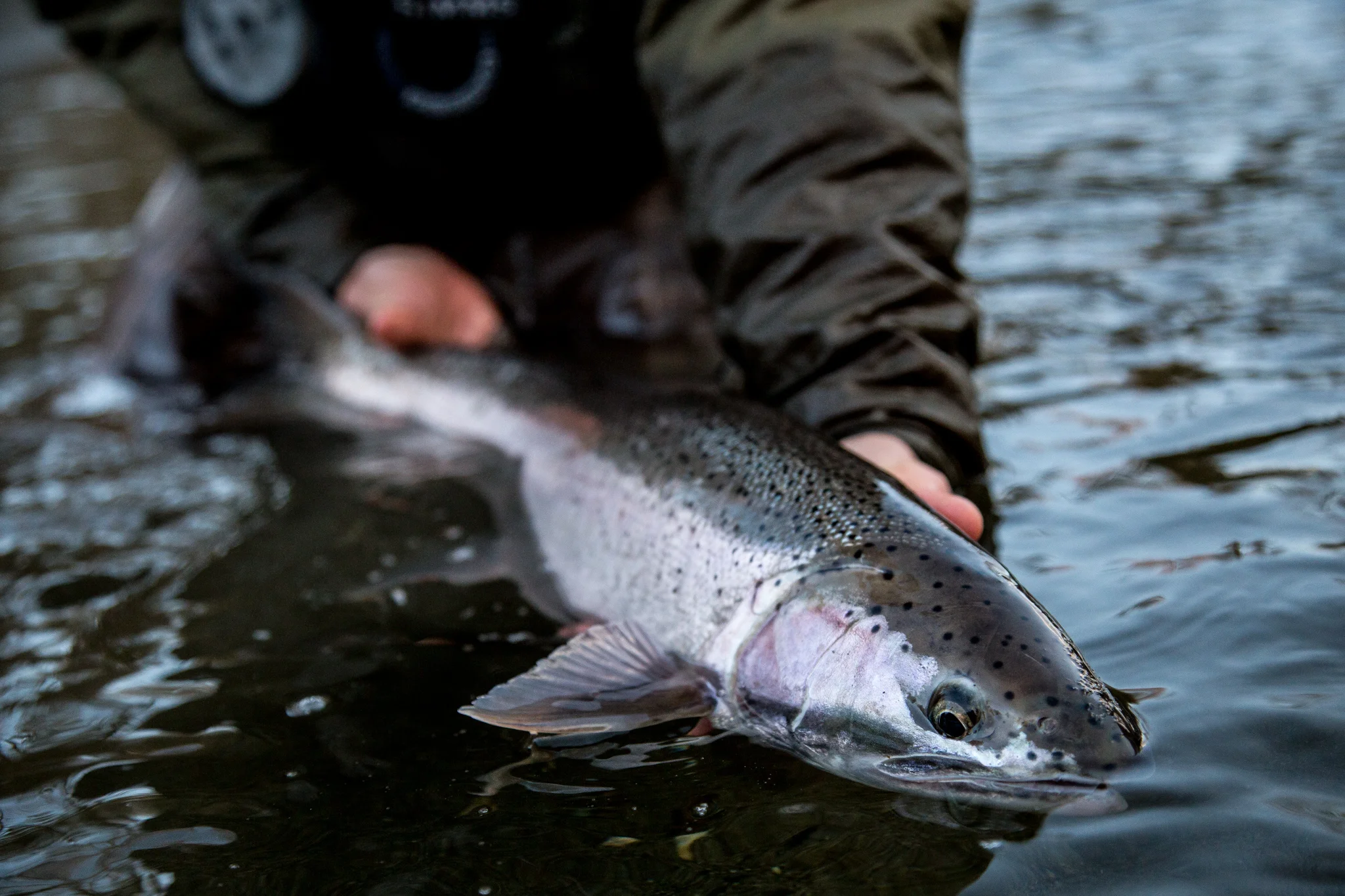Wild Steelhead. photo Reid Curry.