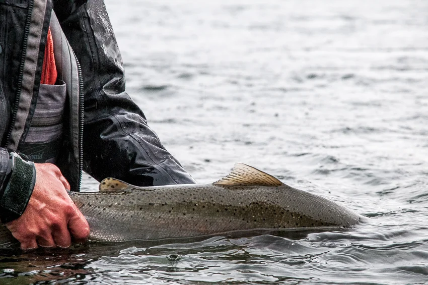 Washington wild steelhead. photo Reid Curry.