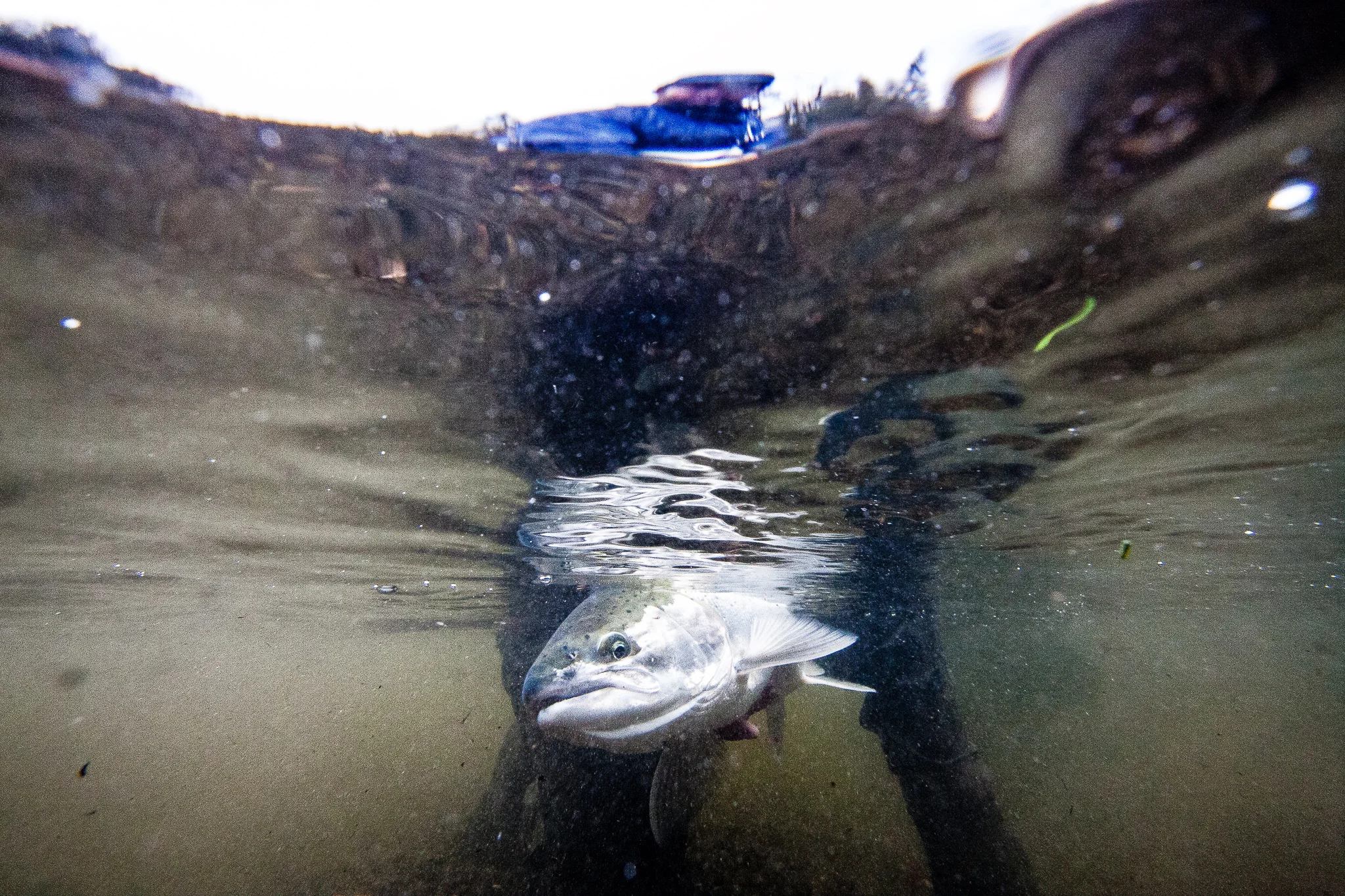 Steelhead Fly Fishing Guide. photo Reid Curry.