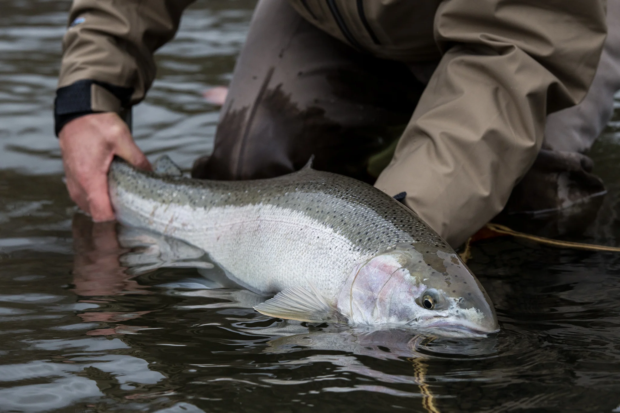 Winter Steelhead Stoke — River Salt Outfitters Olympic Peninsula Fly