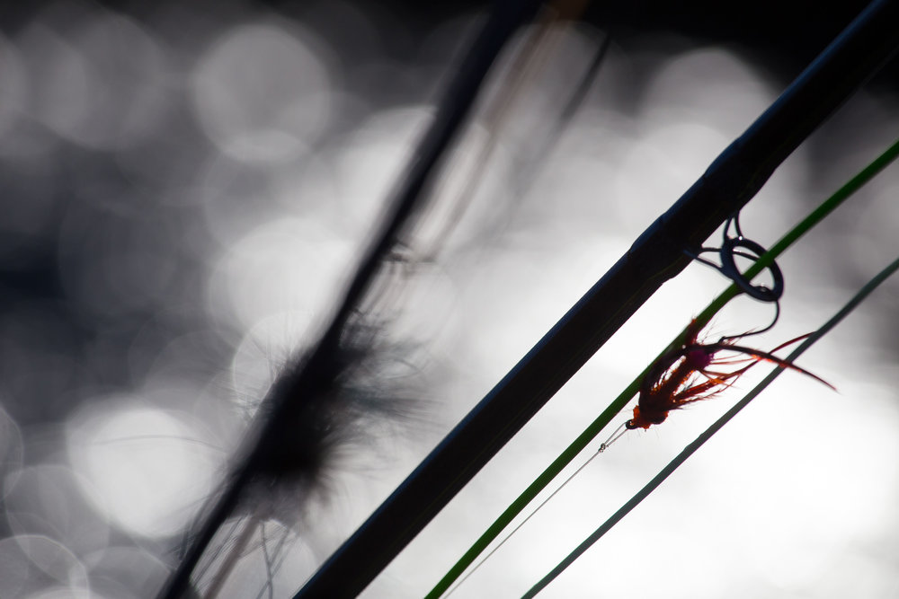 Olympic Peninsula Winter Steelhead Photo Journal. photo Reid Curry.