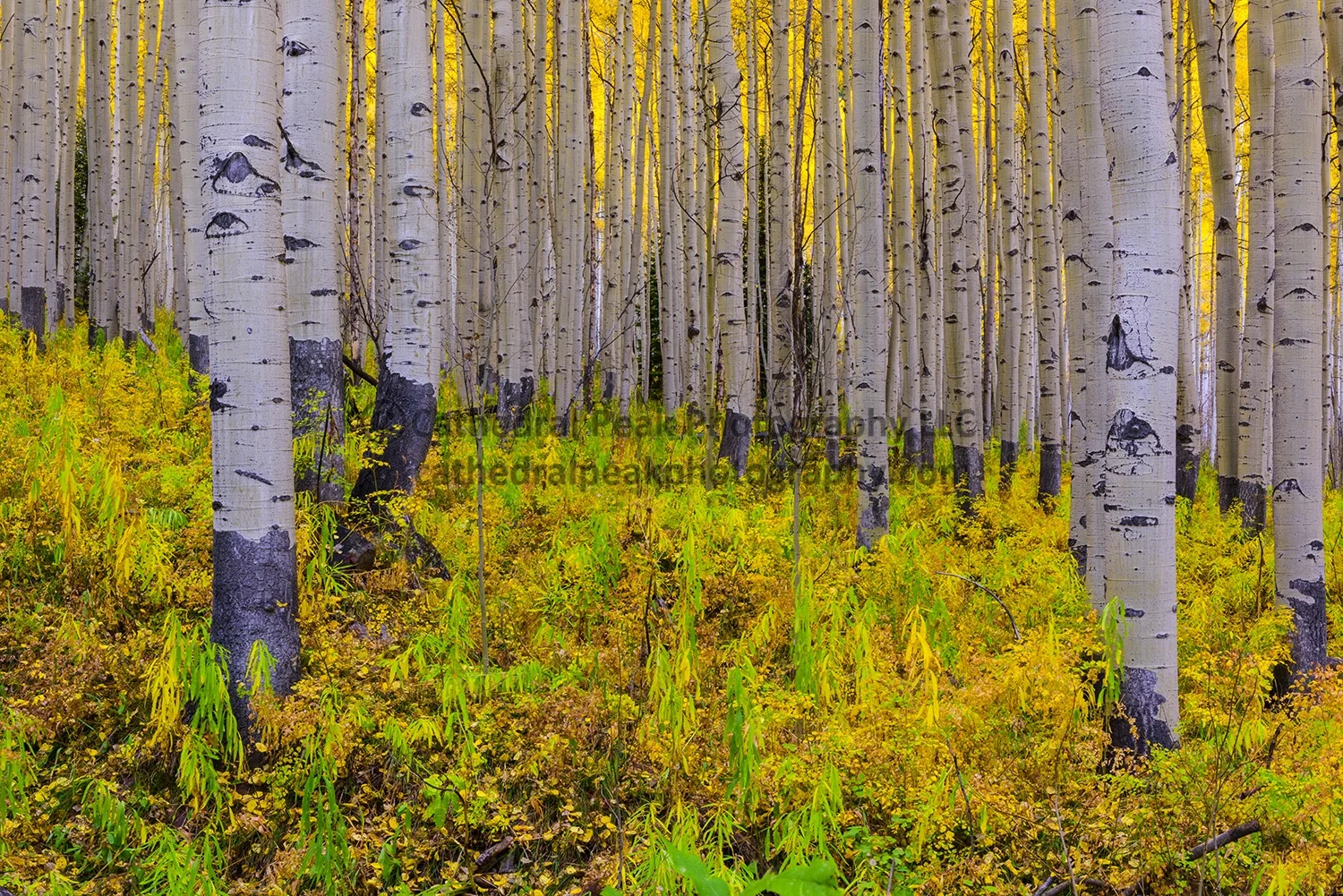DSC_1225_watermark.jpg
