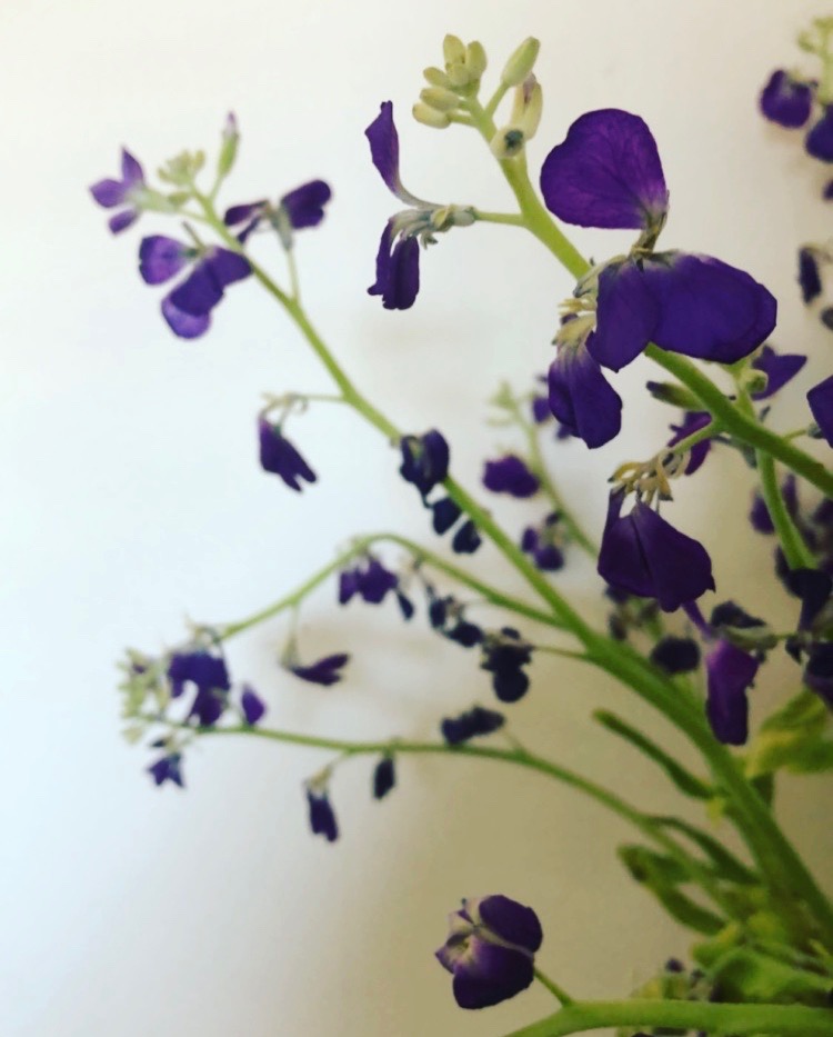 purple flowers.jpeg
