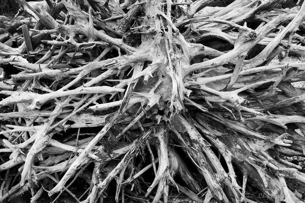 Roots