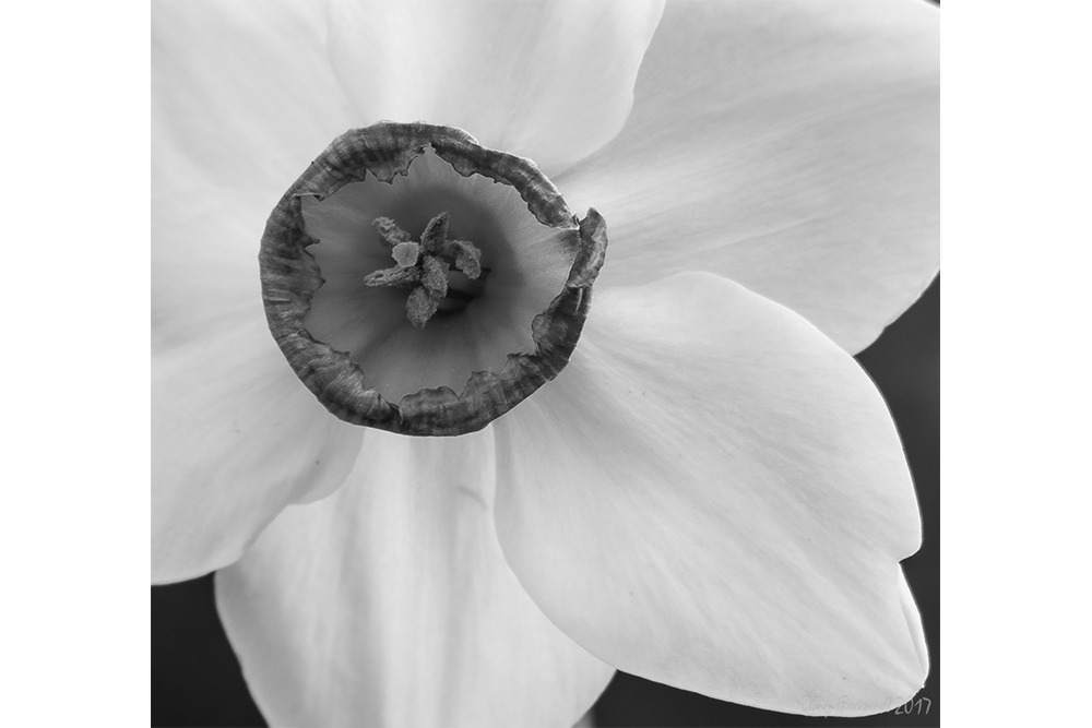 Narcissus-1000x667.jpg
