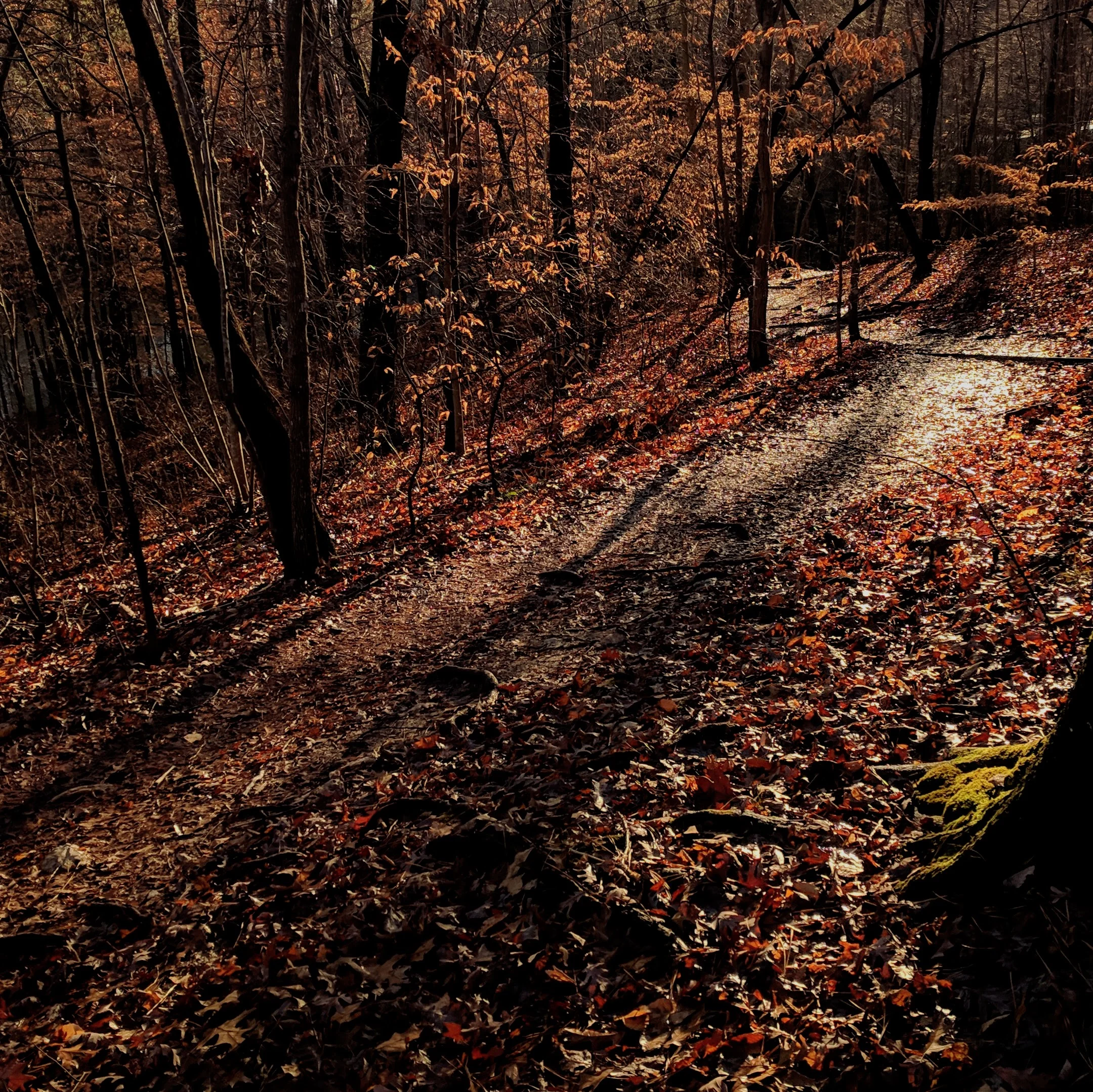 A sunlit path just makes me smile.
