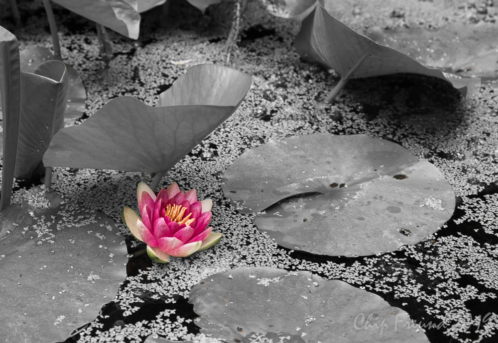 Lily Pop