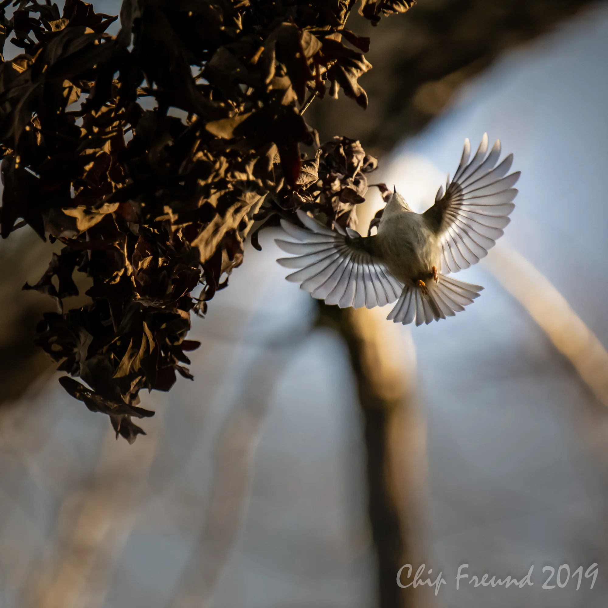 Hovering Kinglet