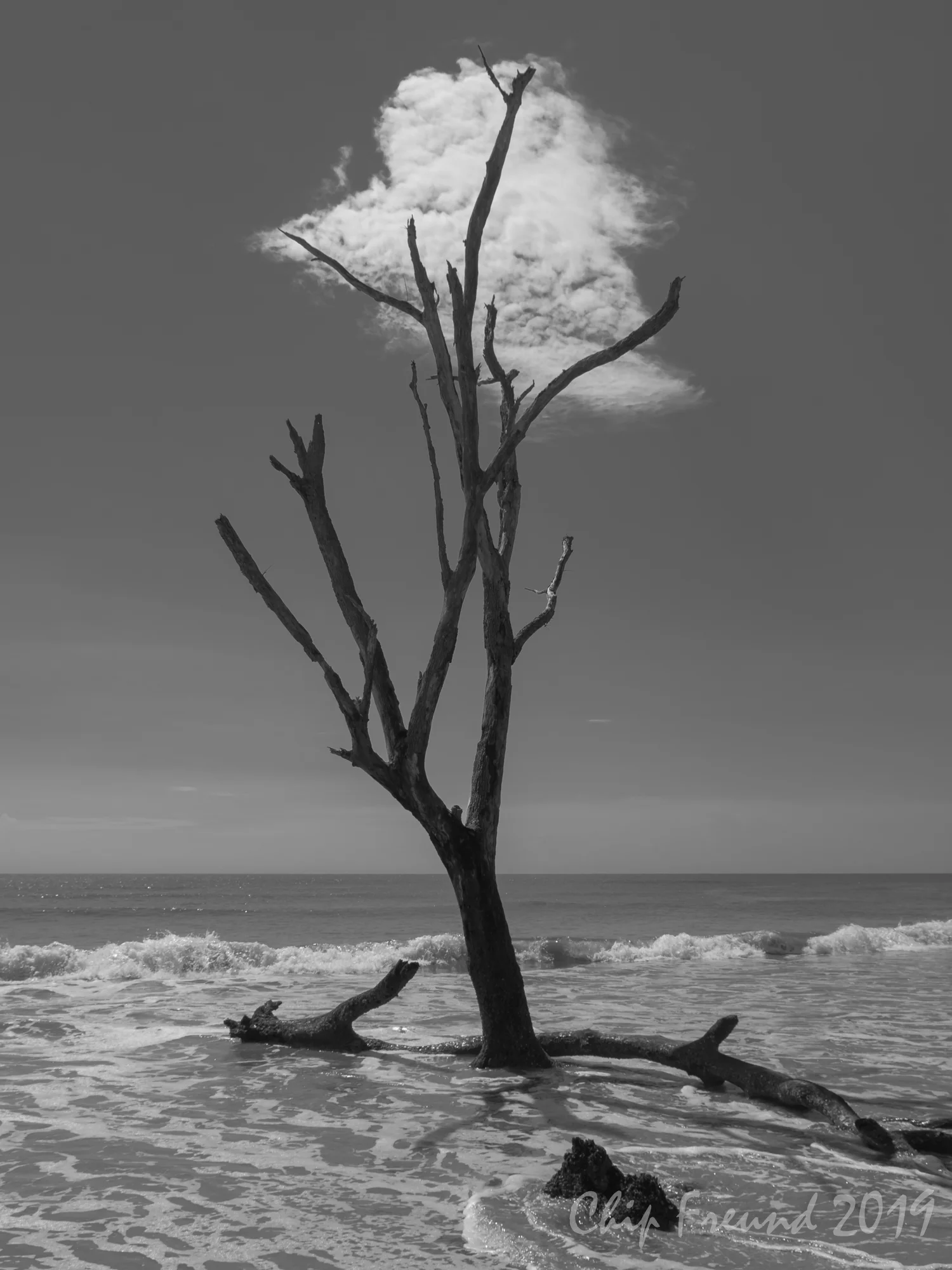 Cloud Tree