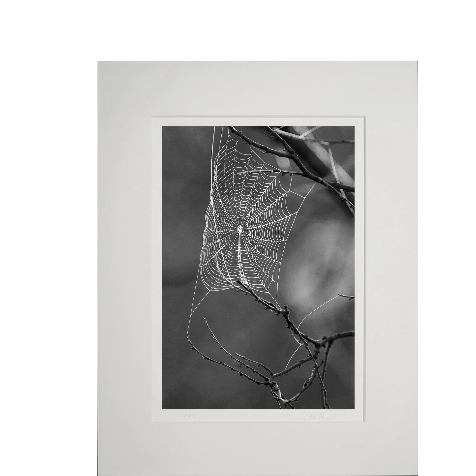【derry】FIRSTRUST LATE 40's SRIDER WEB Spider's Web — Chip Freund Fine Art Photography