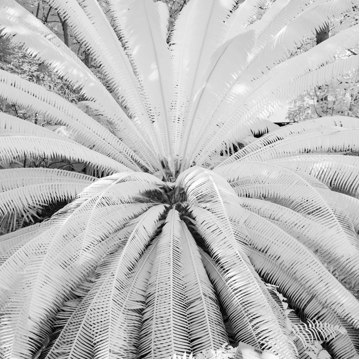 As promised (all bet late) here are a few of the IR images from my Keys trip last month. 

Interesting, yes, but not sure if any are portfolio worthy. Perhaps I will print a few and live with them in my studio for a while. Then I'll see how I feel ab