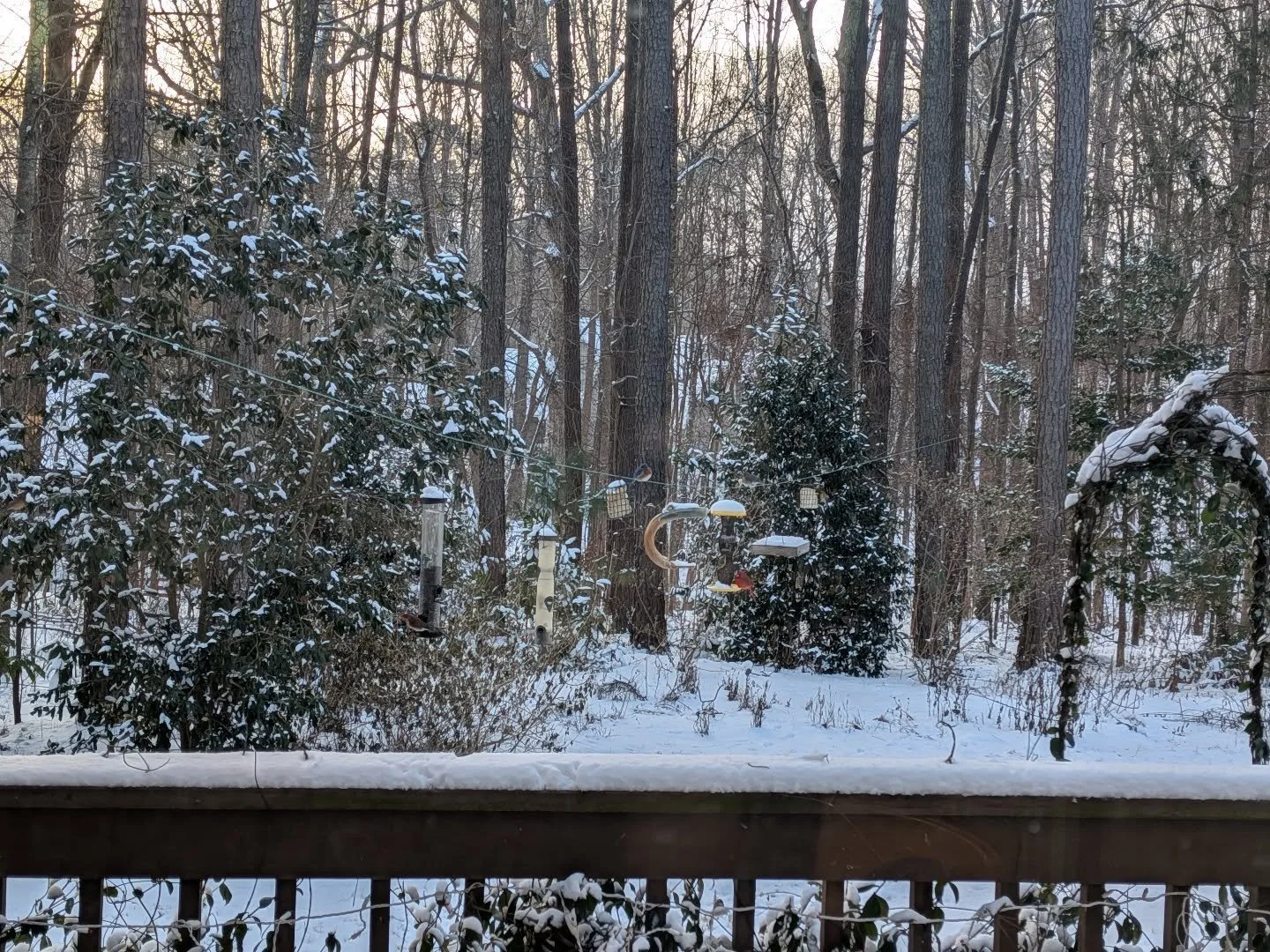 The snow finally began to fall last night and we awoke to a couple of inches of light fluffy snow this morning.  Not the 6+ inches initially forecast, but enough for a pretty winter wonderland.