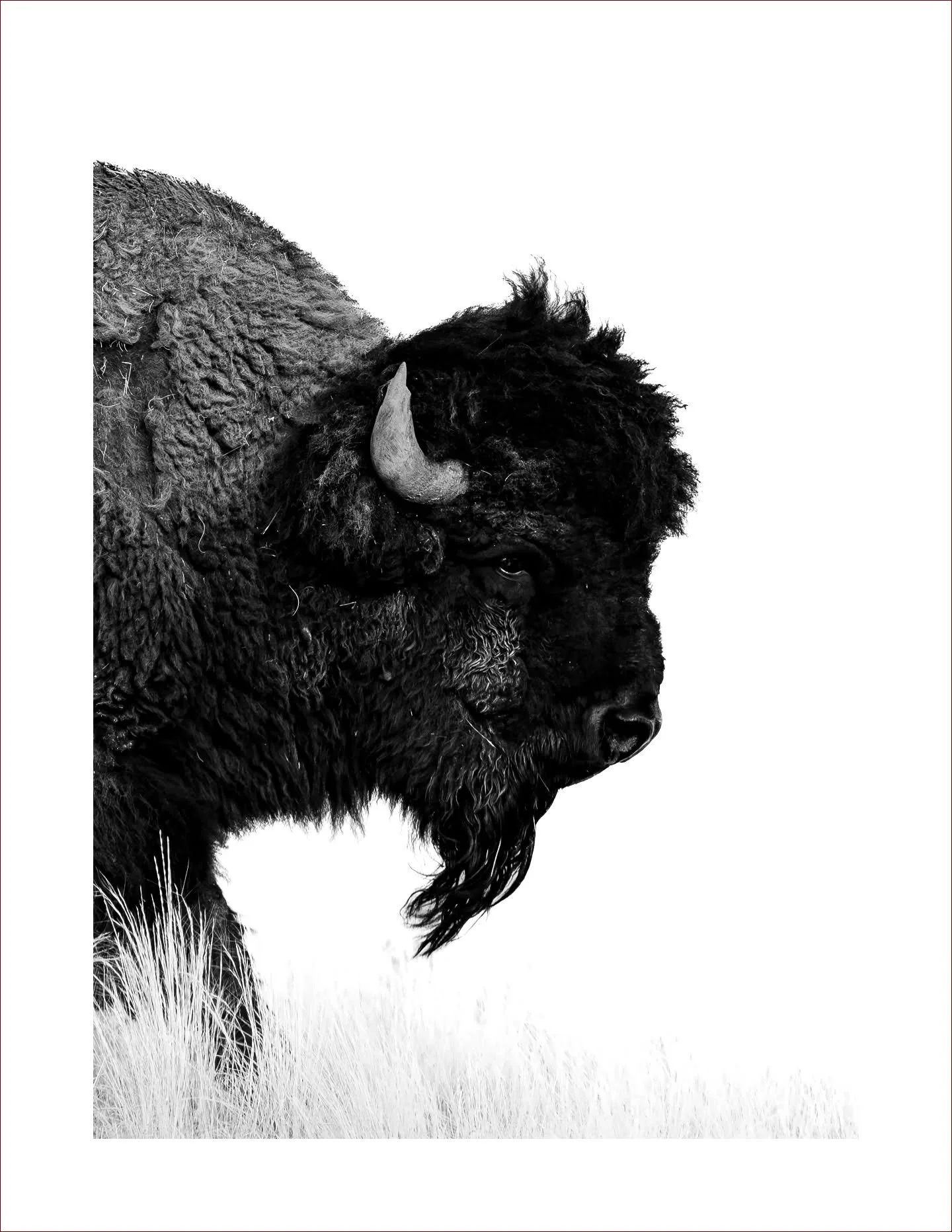 One of my two newest additions to my portfolio, "Prairie Master" matted prints and a large canvas print 22"x32" will be available in my booth on Sunday at @boylanheightsartwalk