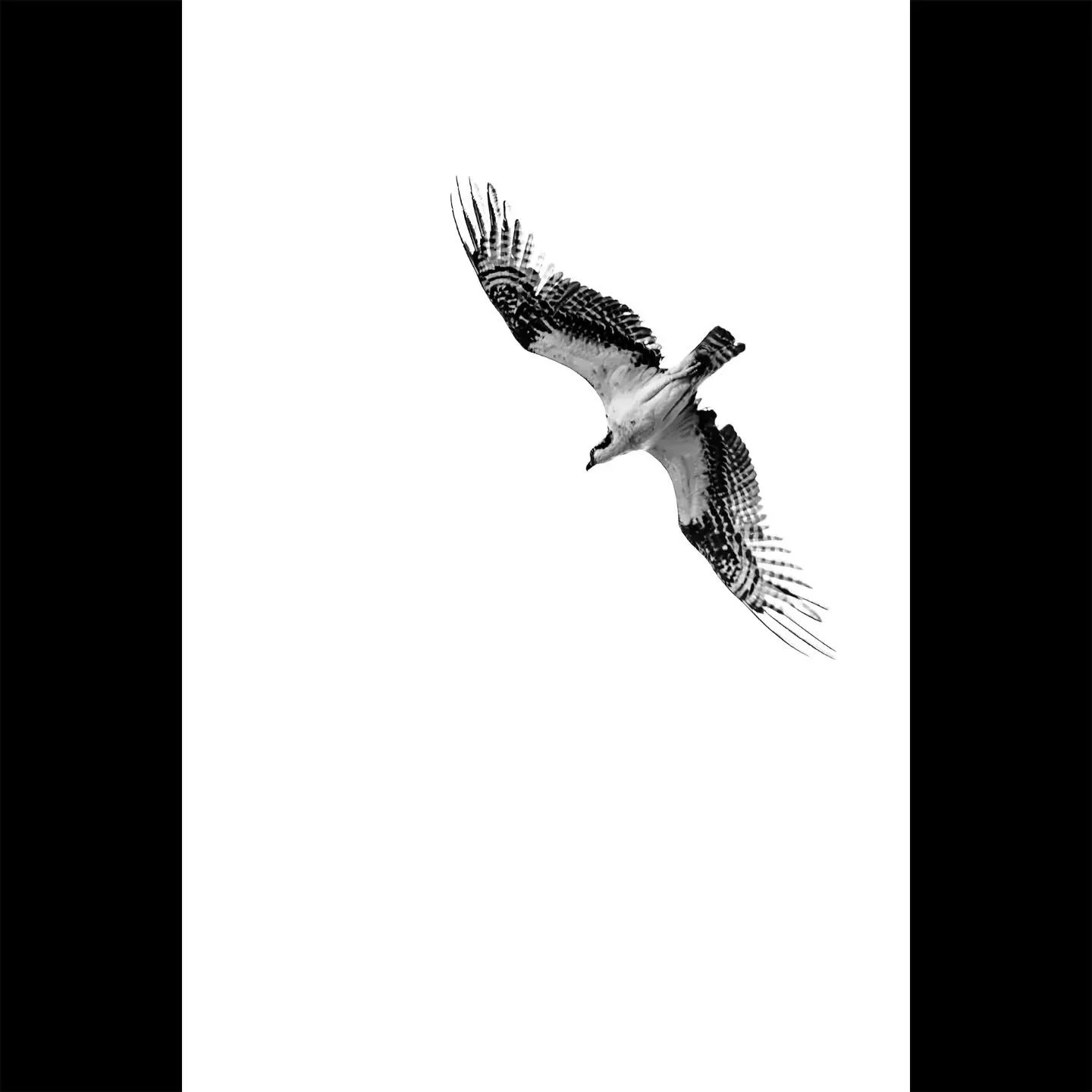 I'm experimenting with high key high contrast processing of an image of an osprey in flight. Which crop do you like best (portrait, landscape, or square). Drop your answers, including why you like the crop, in the comments.

#fineartphotography #wild