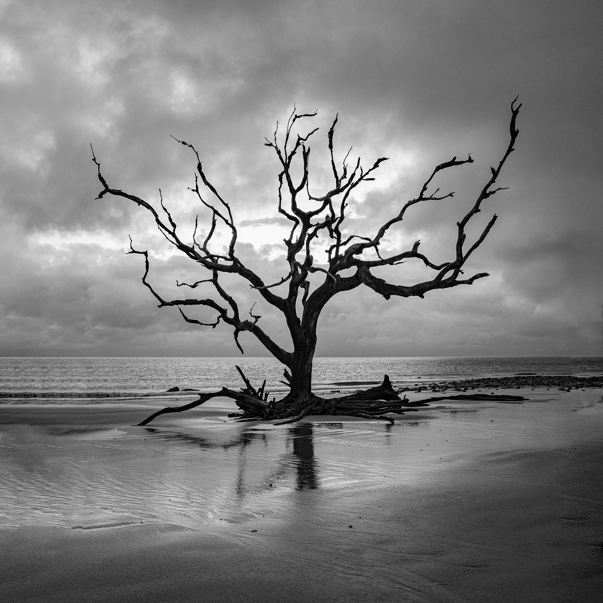 Warrior-Woman-Tree