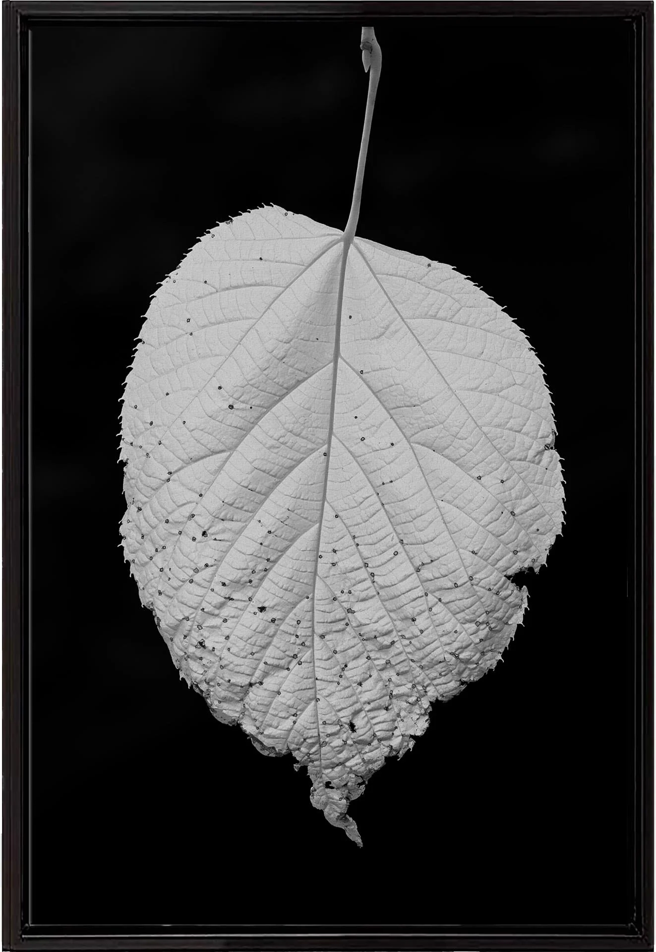 Basswood-#1-framedcanvas.jpg