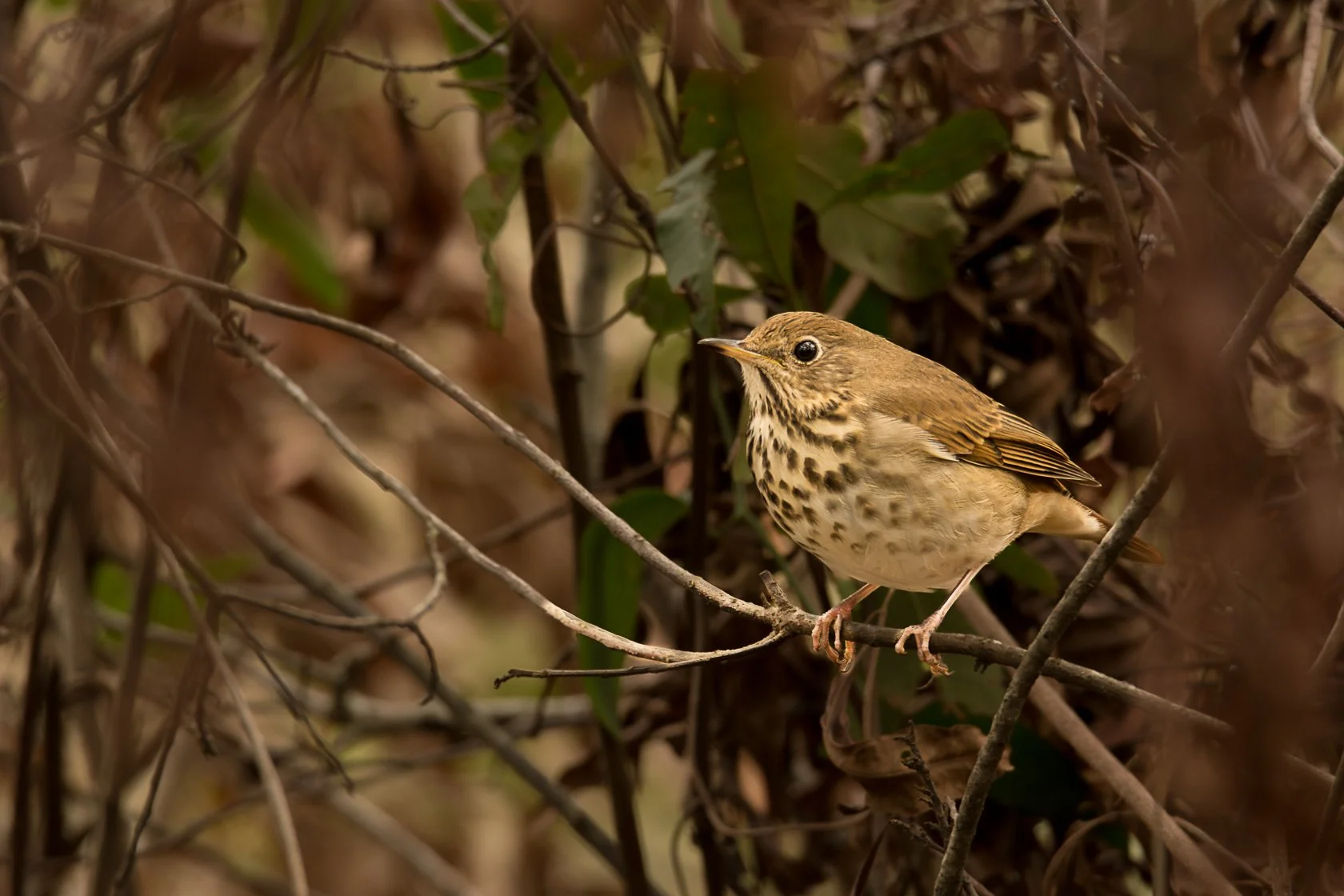Bird-Notecards-1.jpg