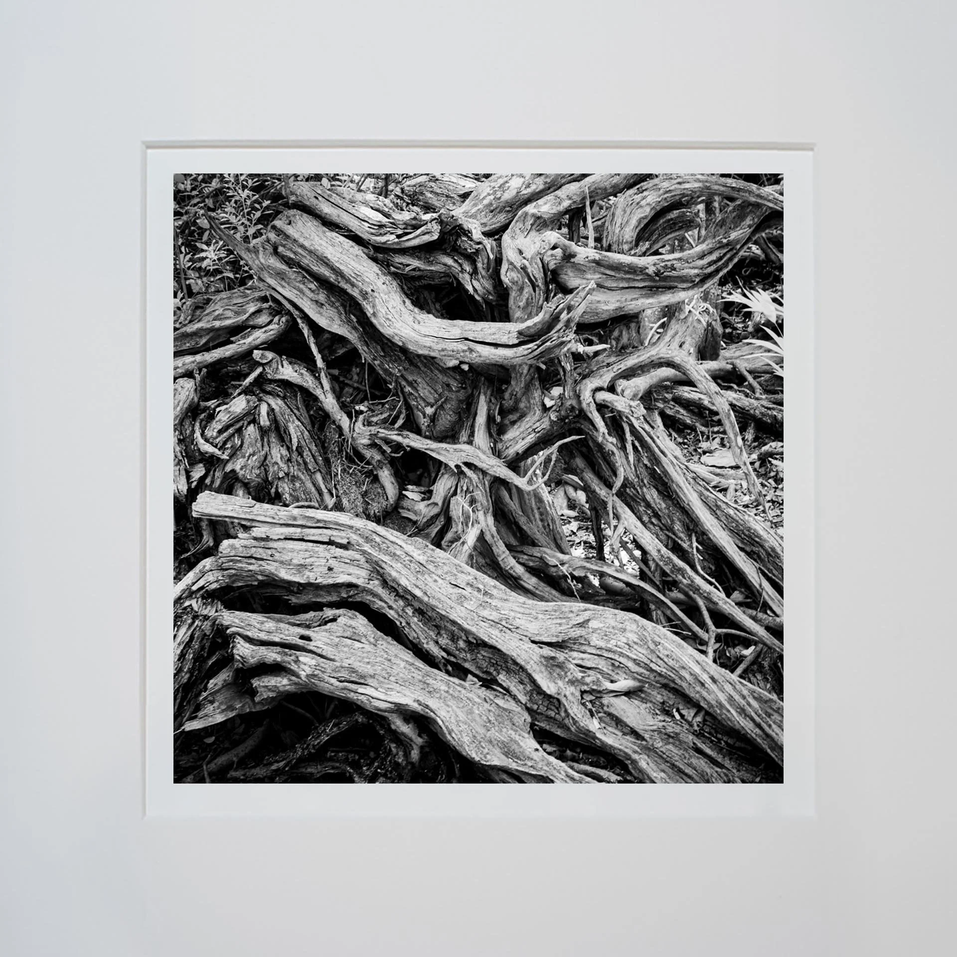 Roots-#2-matted.jpg