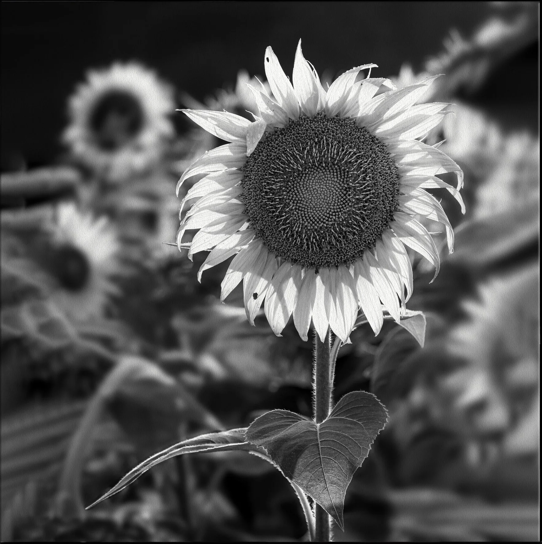 Sunflower-After-a-Cloudburst-SQ-canvas.jpg