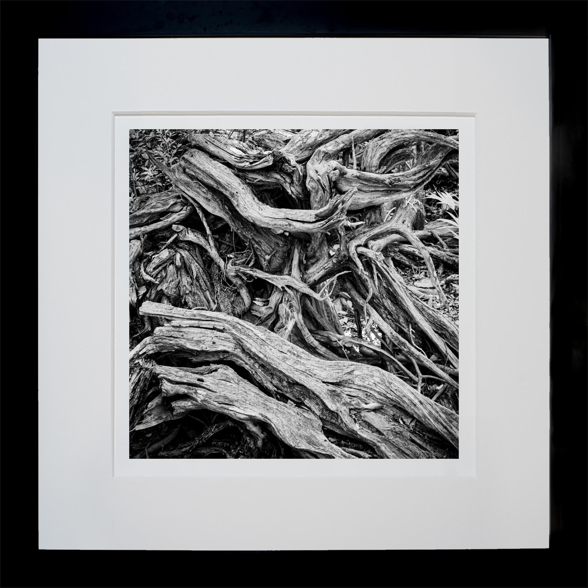 Roots-#2-framed.jpg