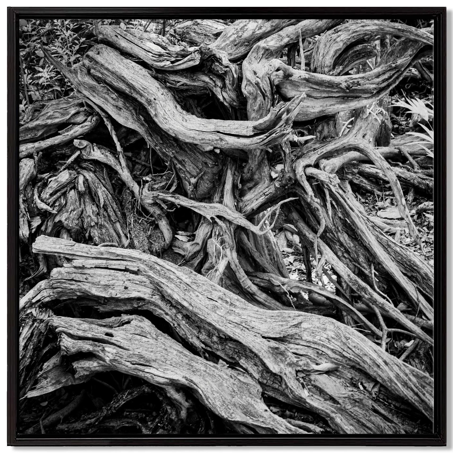 Roots-#2-framedcanvas.jpg