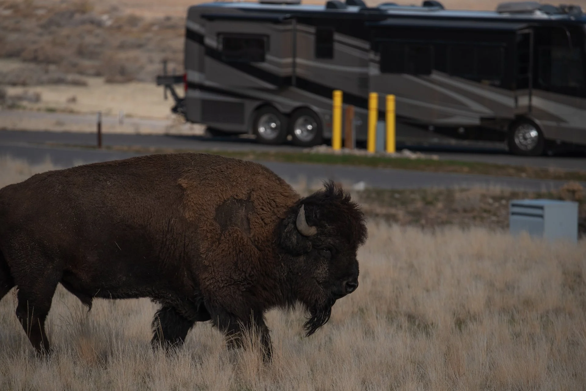 American Bison walking through campground with RV in the background.