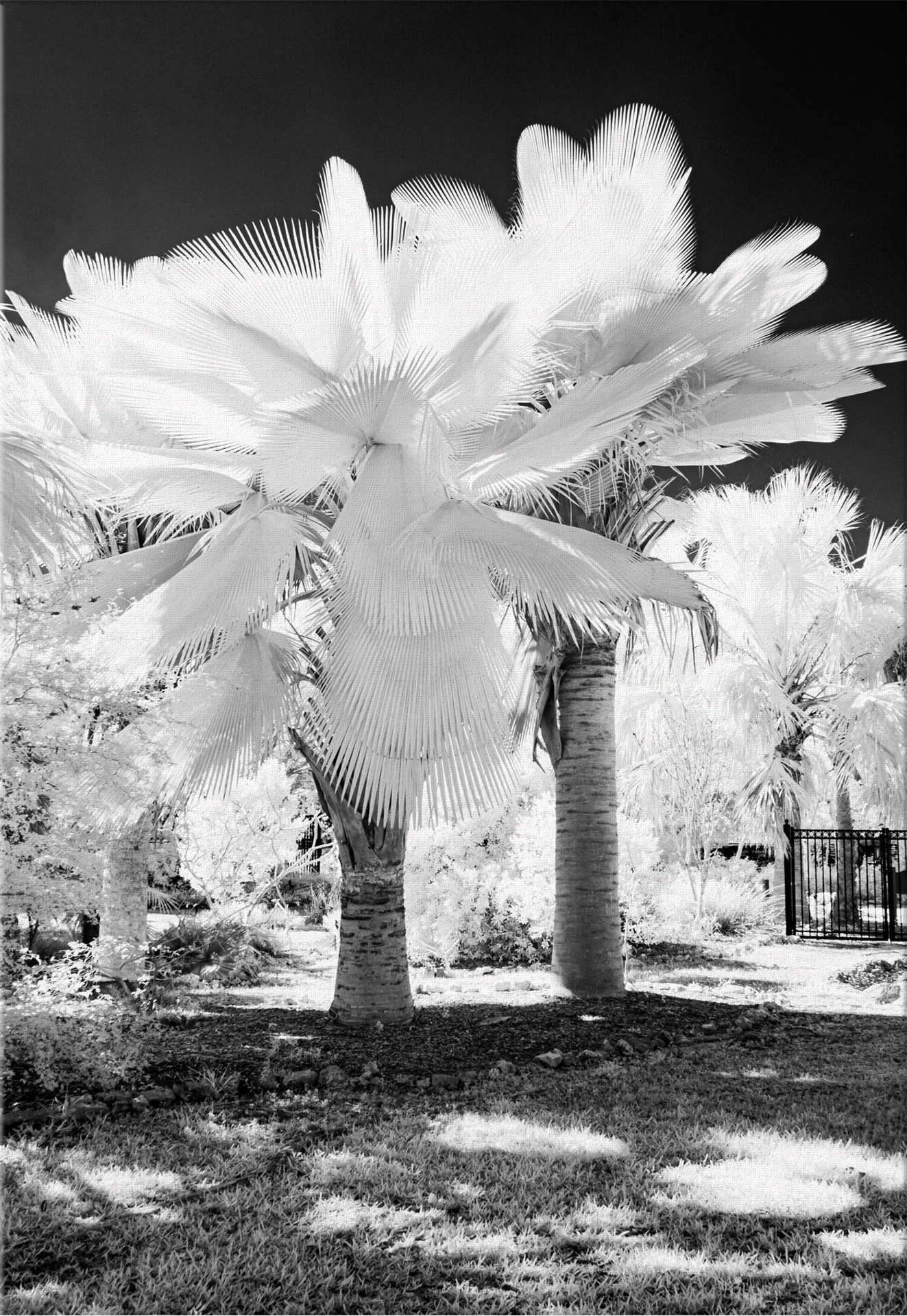 Giant-Yarey-Palm-canvas.jpg
