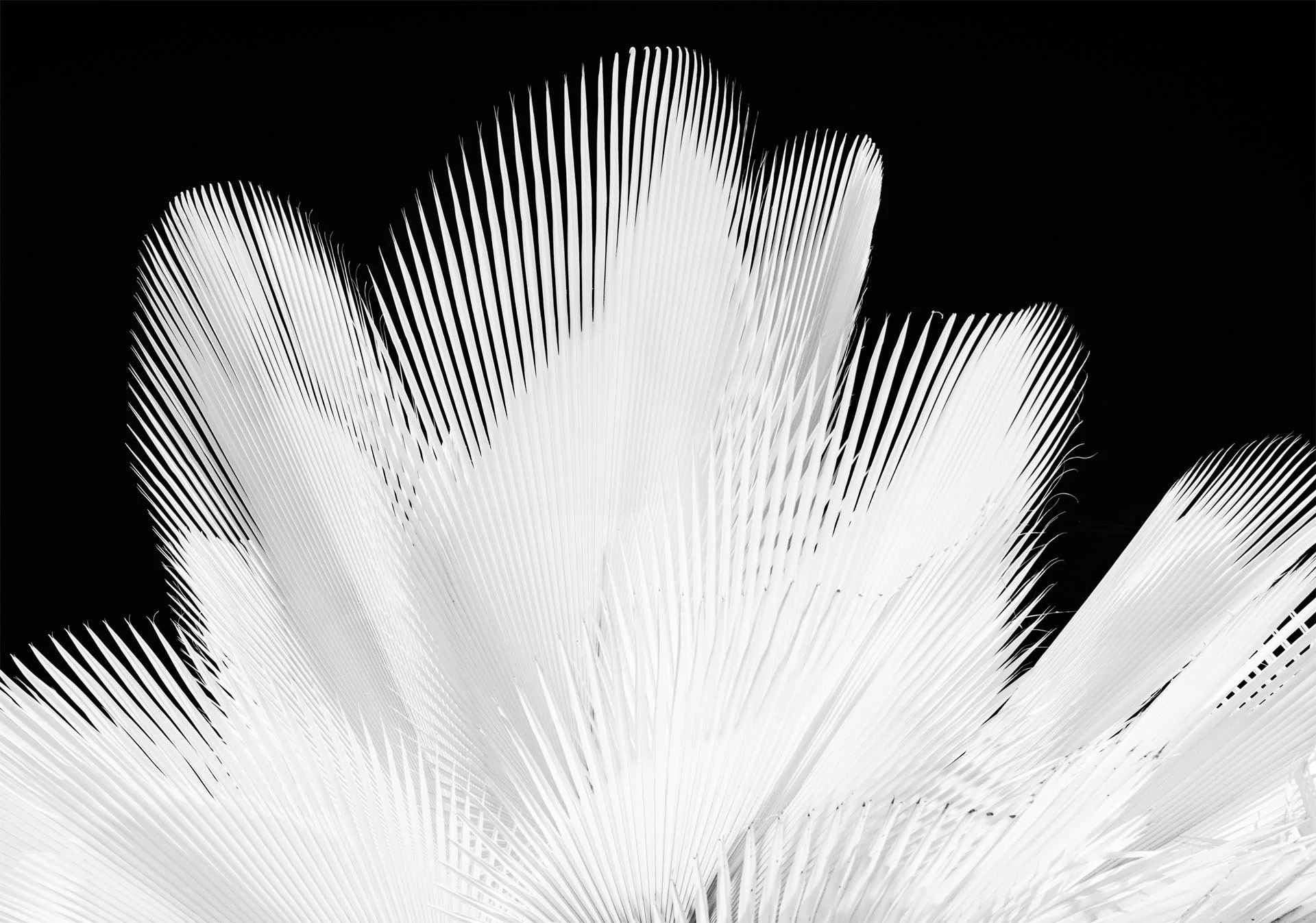 Black and white image of the top of a palm tree taken with an infrared camera.  The palm fronds are bright white against a black background.