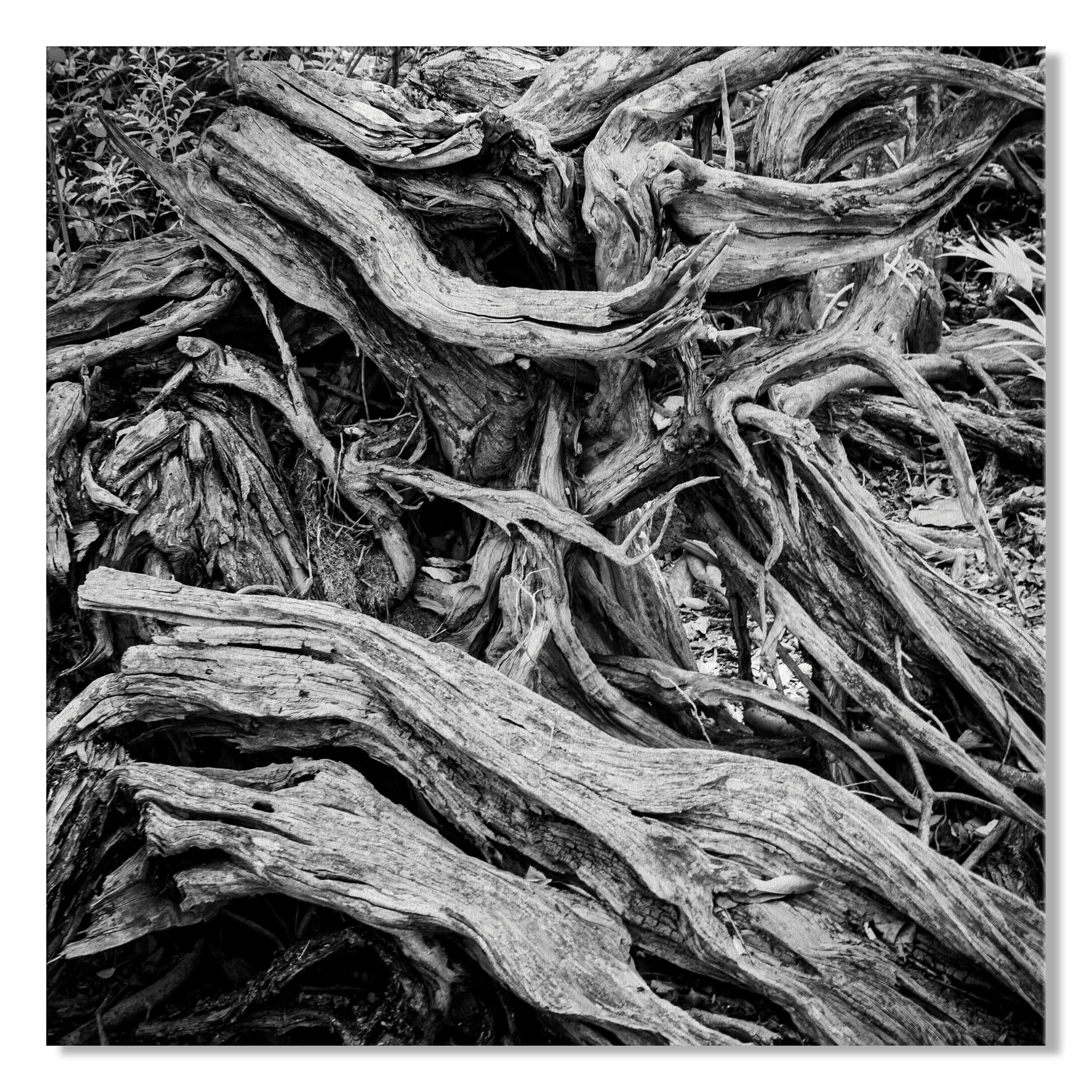 Roots-#2-canvas.jpg