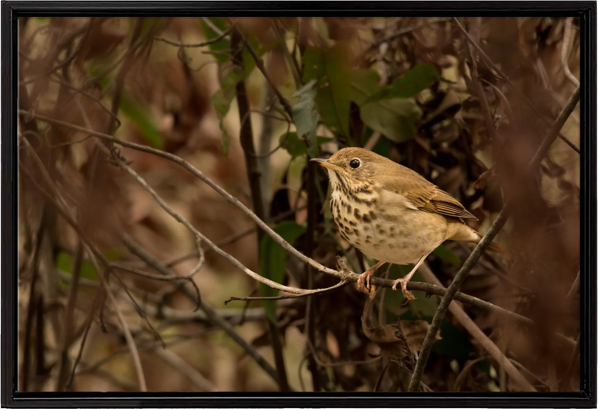 Hermit-Thrush-framedcanvas.jpg