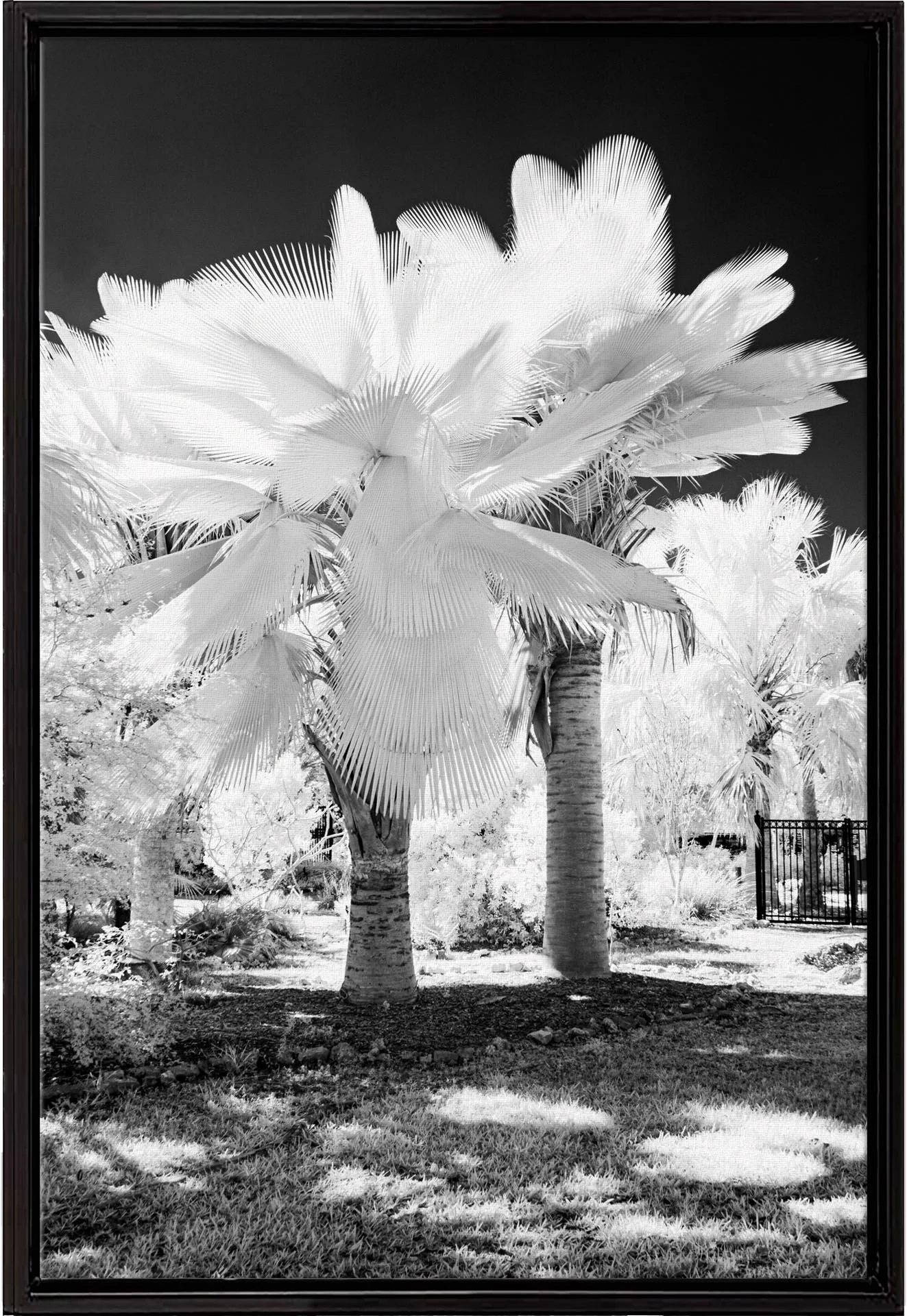 Giant-Yarey-Palm-framedcanvas.jpg