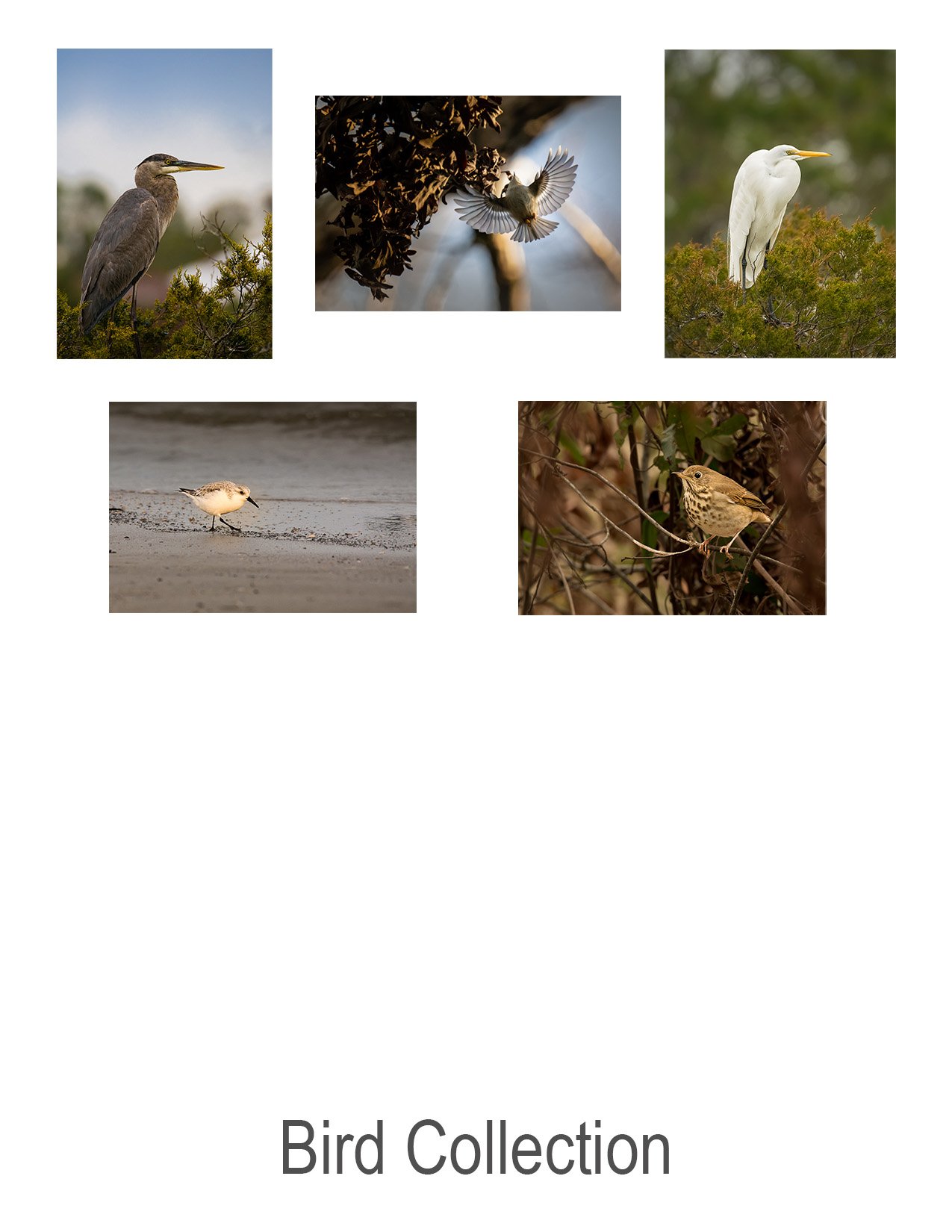 Bird_Collection.jpg