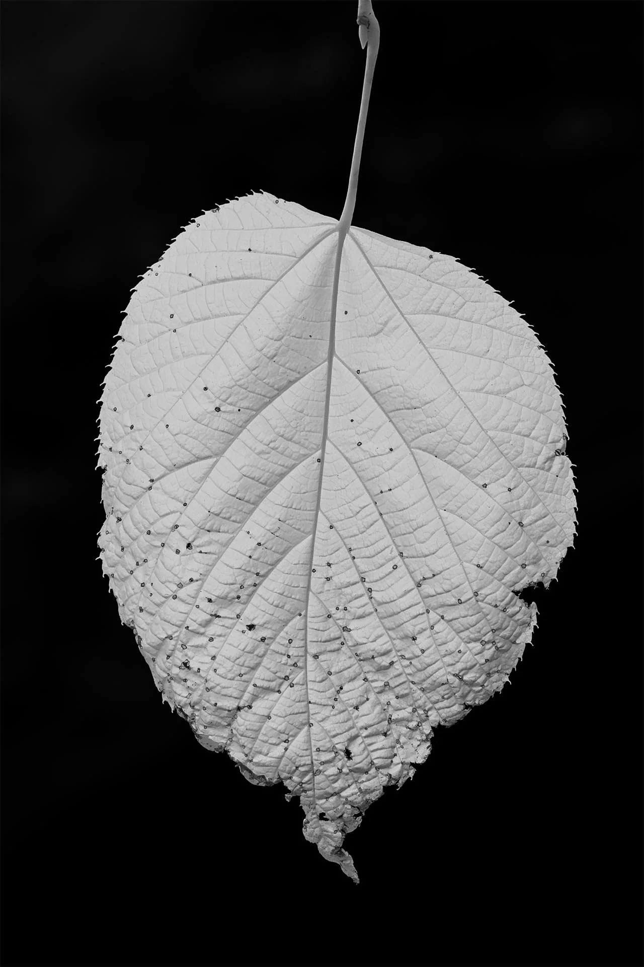 Basswood-#1.jpg