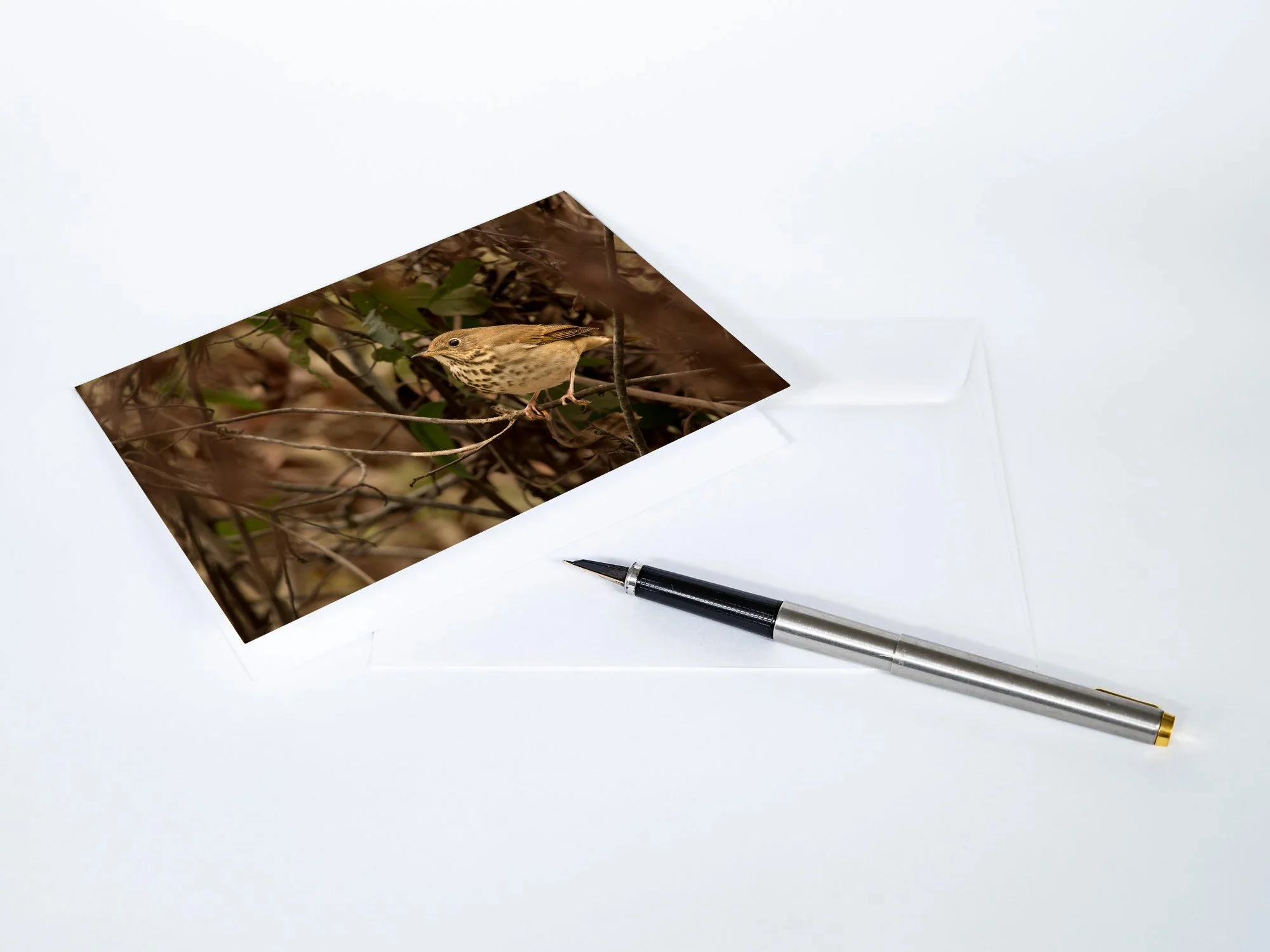 Hermit-Thrush-Notecards.jpg
