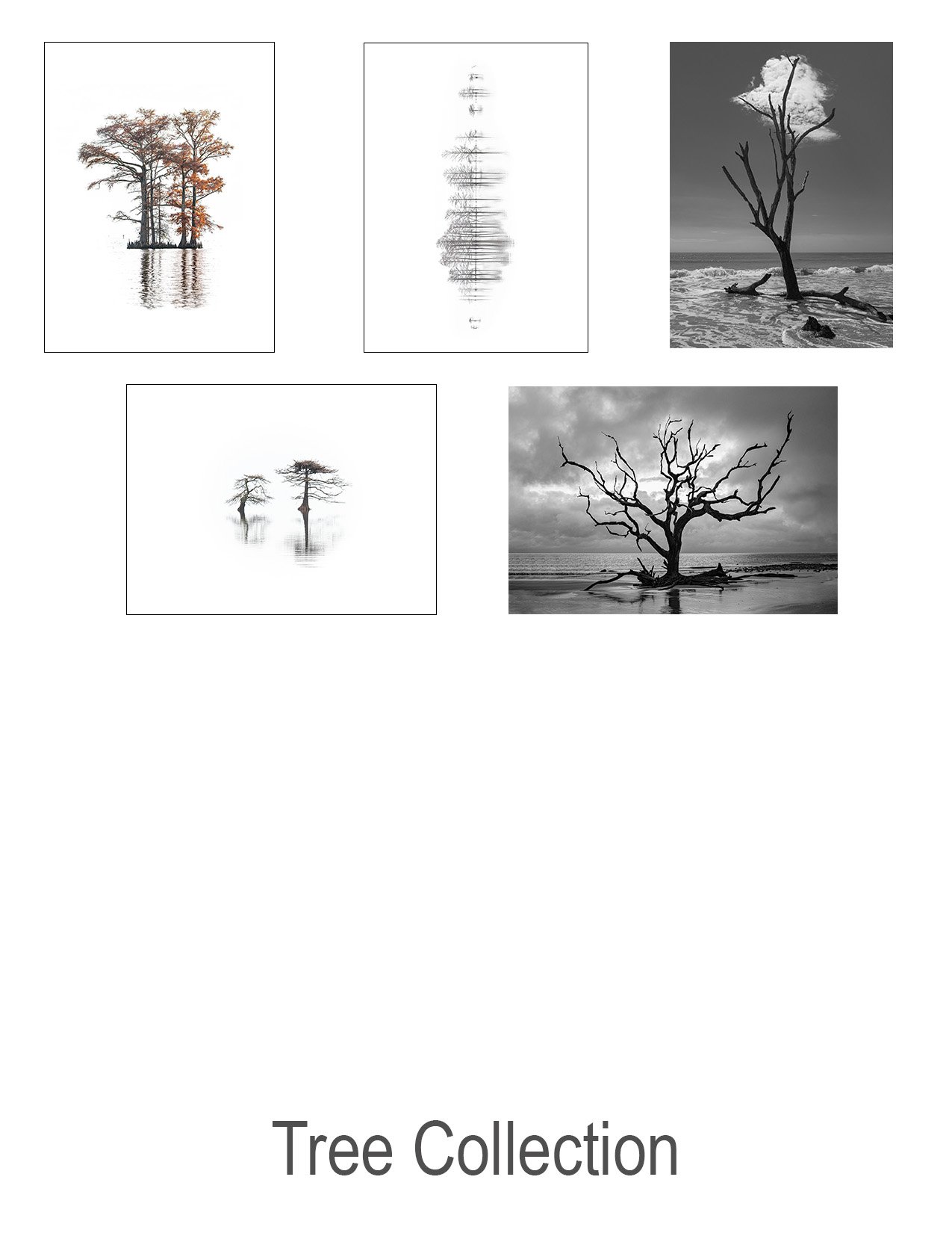 Tree_Collection.jpg